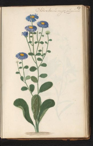 Alpine aster (Aster amellus)