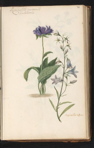 Clustered bellflower (Campanula glomerata) and grass bellflower (Campanula rotundifolia)
