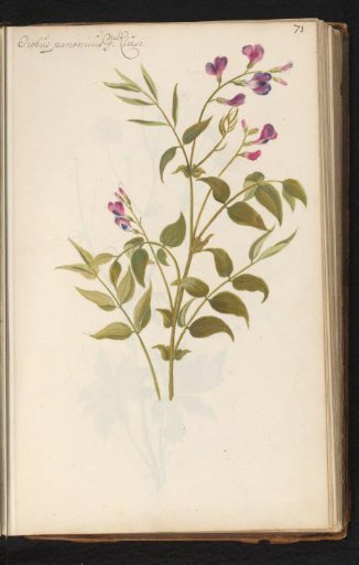 Wood vetch (Lathyrus vernus)