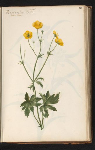 Buttercup (Ranunculus)
