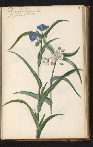 Blue and white Virginia spiderwort (Tradescantia virginiana)