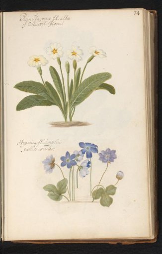 Primrose (Primula) and hepatica (Anemone hepatica)