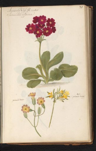 Auricula (Primula auricula) and cowslip (Primula veris)
