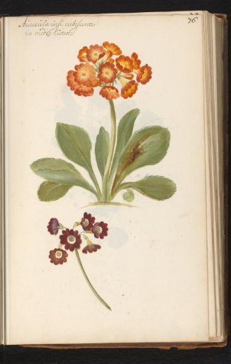 Orange and red auricula (Primula auricula)
