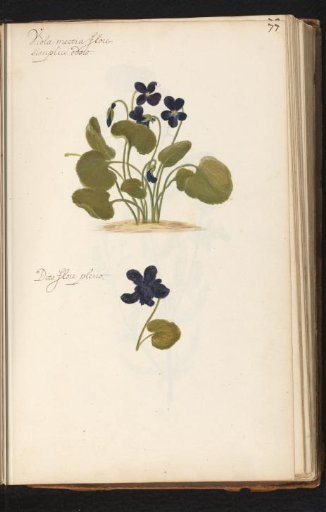 Single and double-flowered sweet violet (Viola odorata)