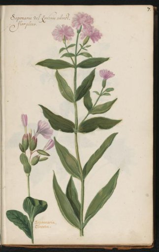 Two species of soapwort (Saponaria officinalis 'Flore Pleno' and Saponaria concava)
