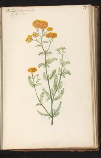 Yellow yarrow (Achillea millefolium)