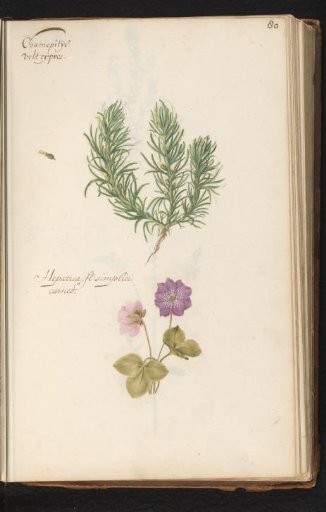 Bugleweed (Ajuga chamaepitys) and hepatica (Hepatica nobilis)