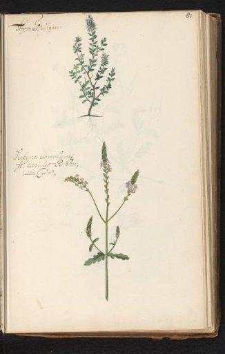 Thyme (Thymus vulgaris) and vervain (Verbena officinalis)