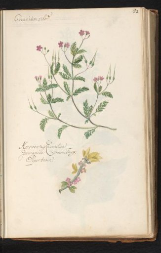 Crane's bill (Geranium) and daphne (Daphne mezereum)