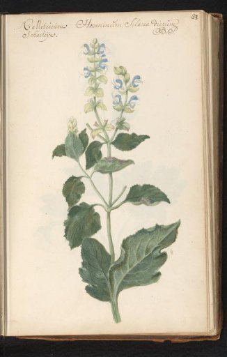 Clary (Salvia sclarea)