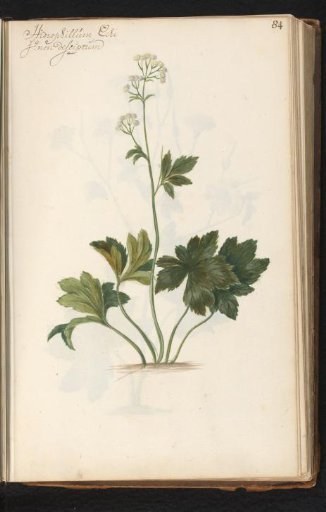 Plant with an unrecorded flower