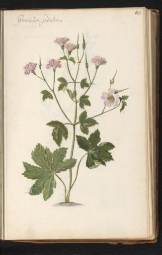 Crane's bill (Geranium)