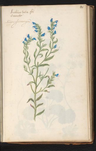 Alkanet (Anchusa officinalis)