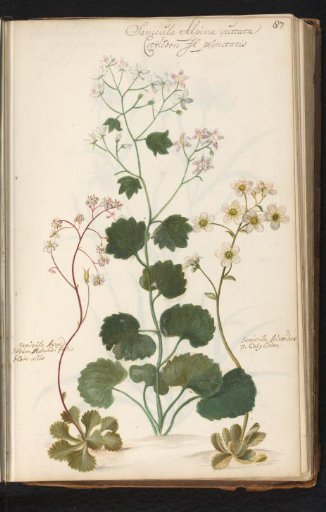 Round-leaved saxifrage (Saxifraga rotundifolia) and painter's grief (Saxifraga umbrosa)