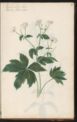 White flower (Ranunculus aconitifolius 'Flore Pleno')
