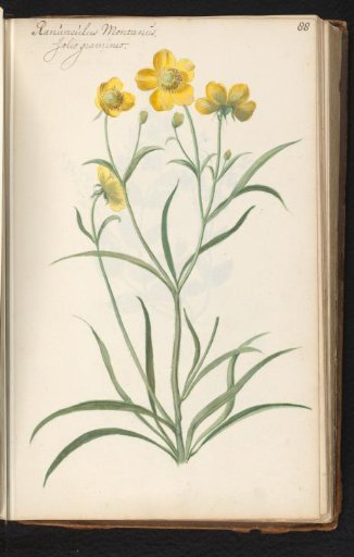 Buttercup (Ranunculus montanus)