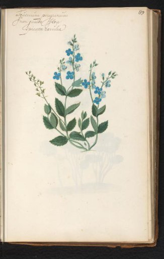 Speedwell (Veronica chamaedrys)
