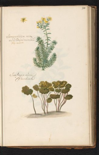Stonecrop (Sedum rupestre) and saxifrage (Saxifraga)