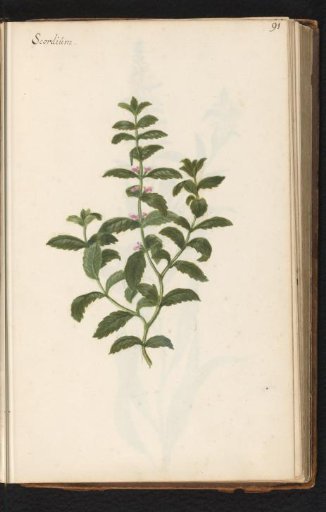 Marsh germander (Teucrium scordium)