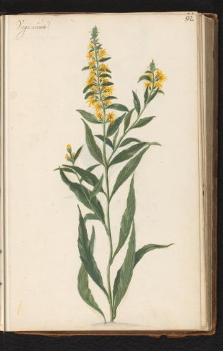 Golden rod (Solidago virgaurea)