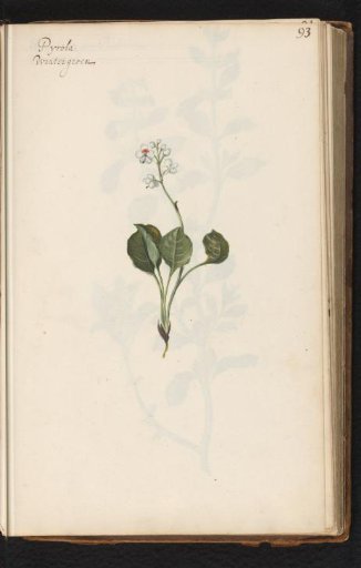 Wintergreen (Pyrola)
