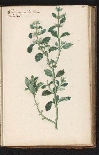 White horehound (Marrubium vulgare)