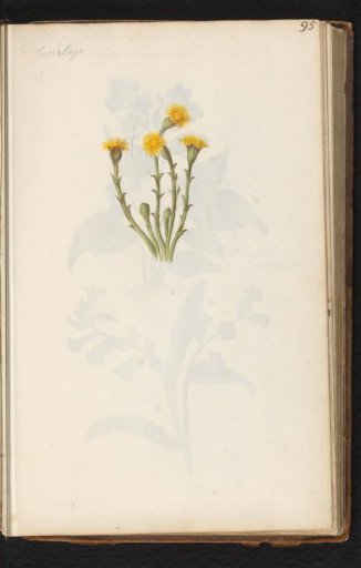 Lesser coltsfoot (Tussilago farfara)