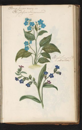 Dog's tongue (Pentaglottis sempervirens) and common alkanet (Anchusa)