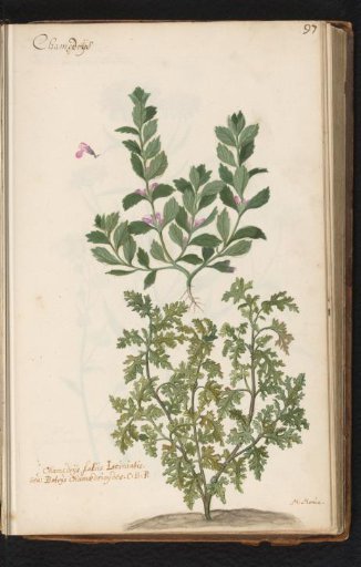 Wall germander with entire and incised leaves (Teucrium chamaedrys)