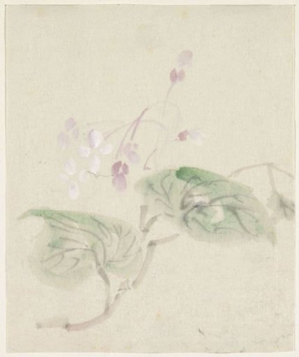 Pink wisteria
