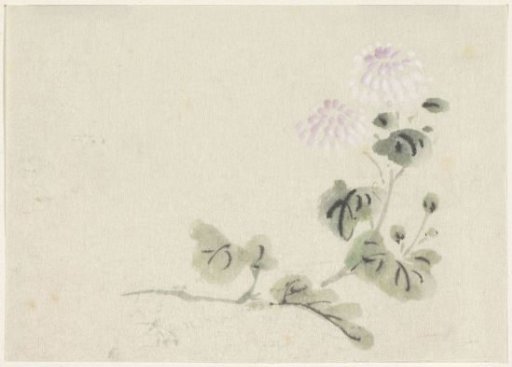 Purple-white chrysanthemums