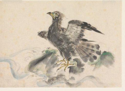 Bird of prey on a rock