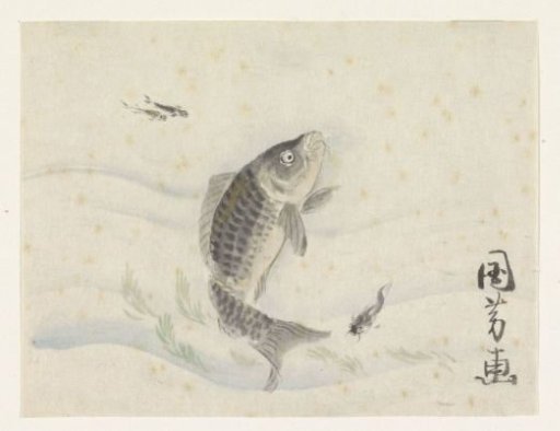Carp swimming among seaweed and three small fish
