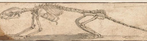 Skeleton of a Rat