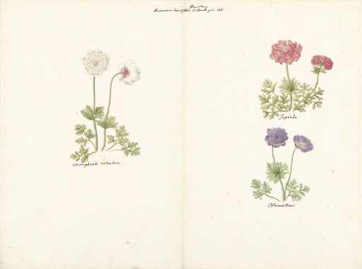 Three Studies of Anemones