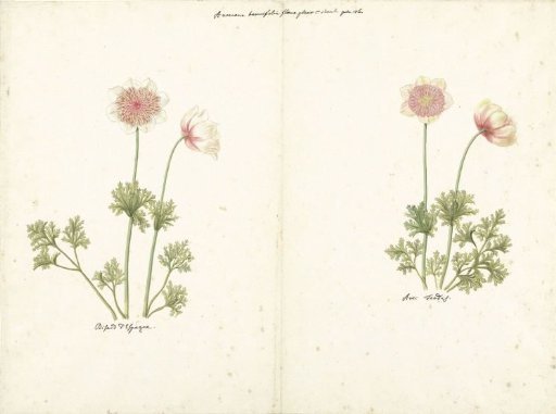 Two Studies of Anemones