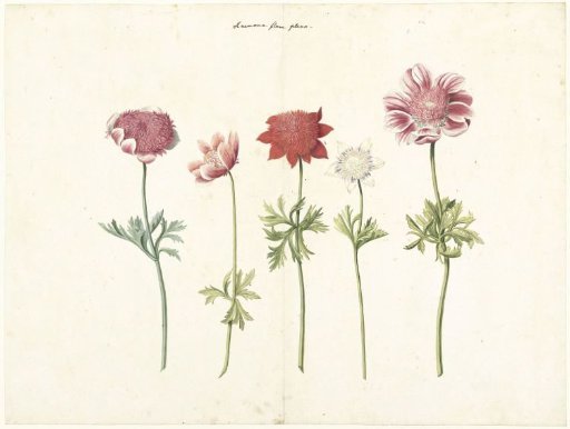 Five Studies of Anemones