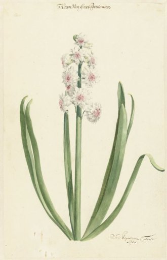 The Rose-White Hyacinth Crown of Great Britain