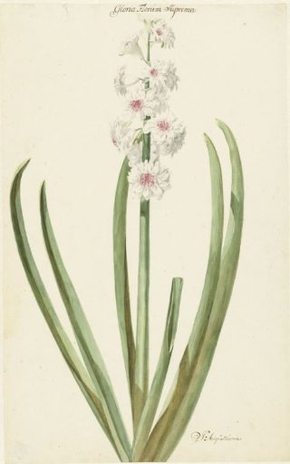 The Rose-White Hyacinth Gloria Florum Suprema