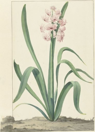 The Pink Hyacinth Rex Rubrorum