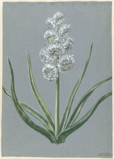 Hyacinth, Margrave Charles of Baden-Durlach