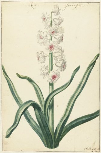 White Hyacinth