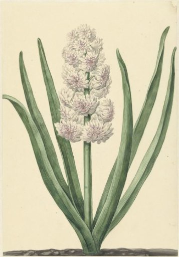 The Rose-White Hyacinth States General