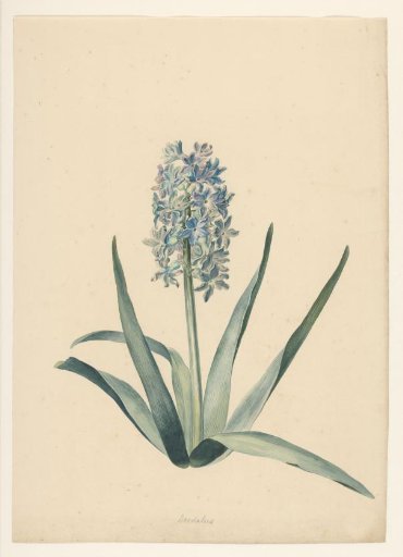 Hyacinth (without bulb)