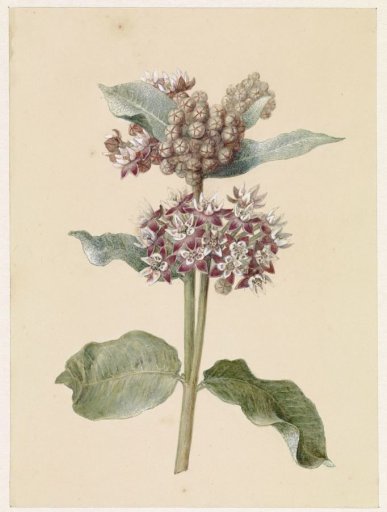 Blooming Asclepias species
