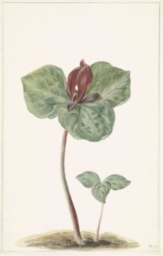Trillium