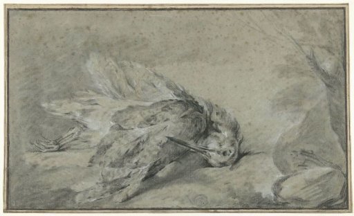 Dead Woodcock (Scolopax rusticola)