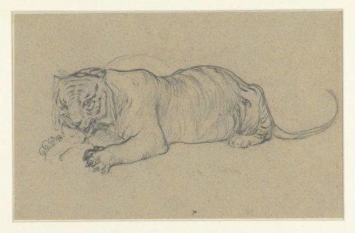 Lying tiger tearing a piece of meat