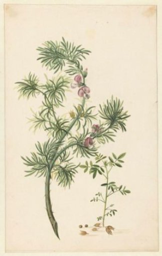 Broom (Genista)